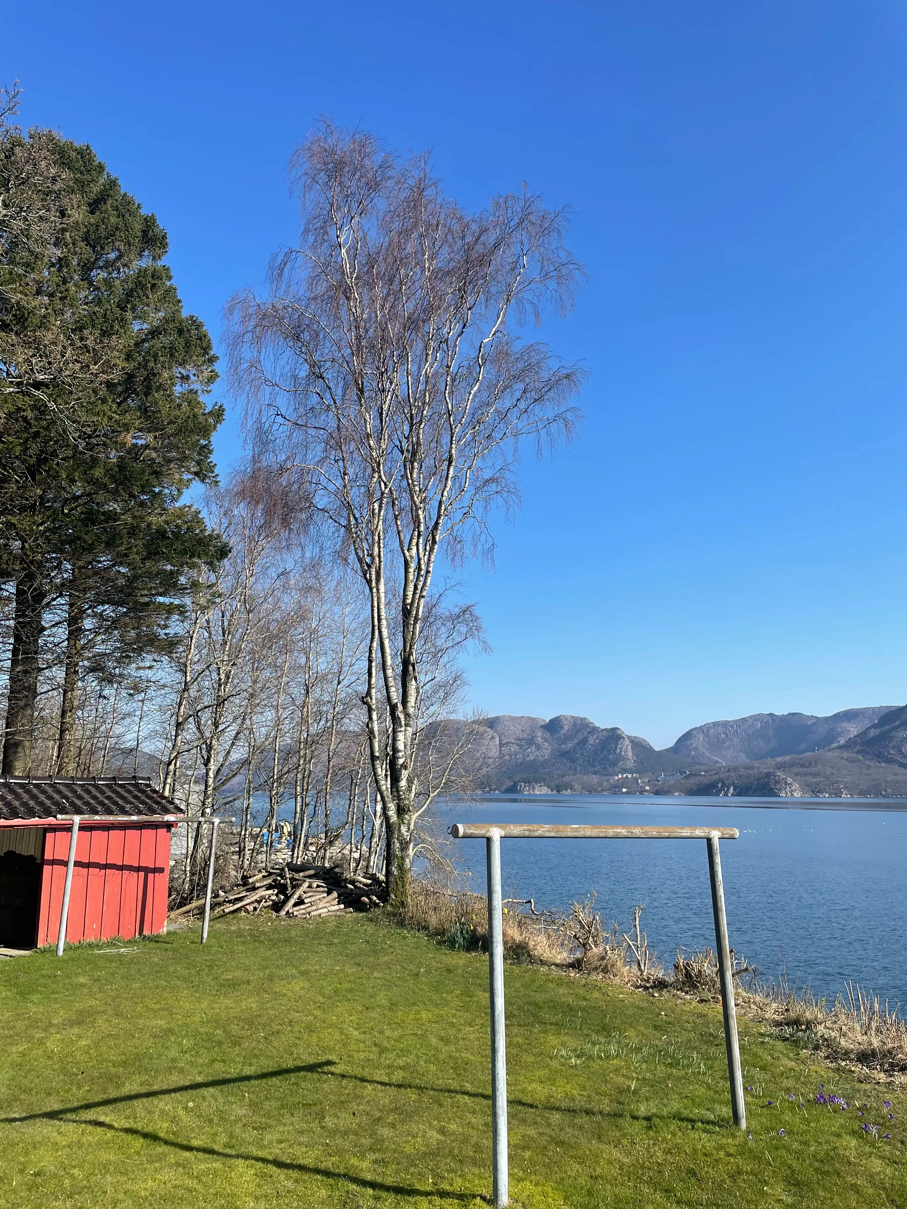 Trygg felling av tre i hage i Stavanger – profesjonell trefelling nær bygninger