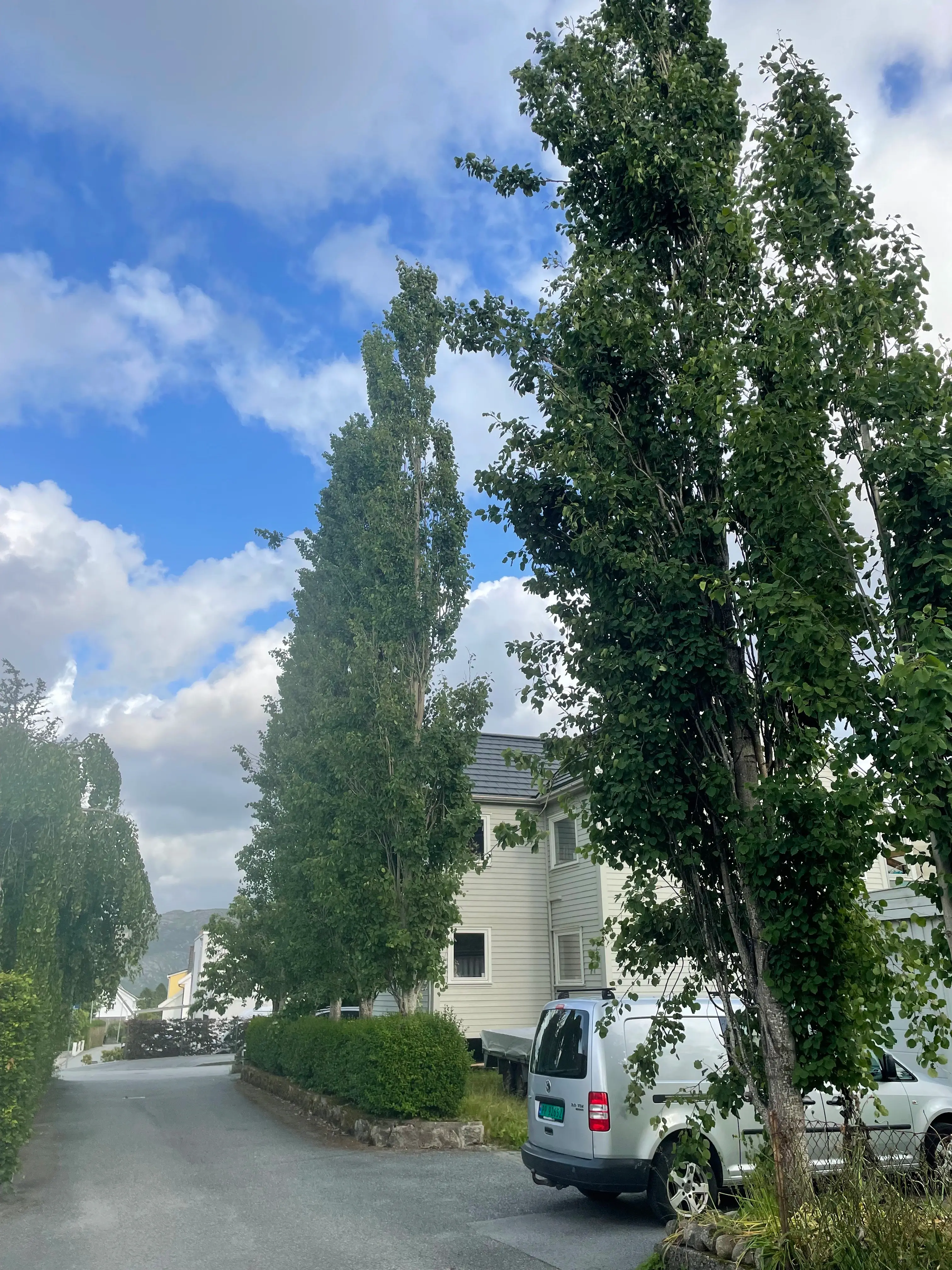 Fjerning av greiner og kvist – ryddig opprydding etter trefelling