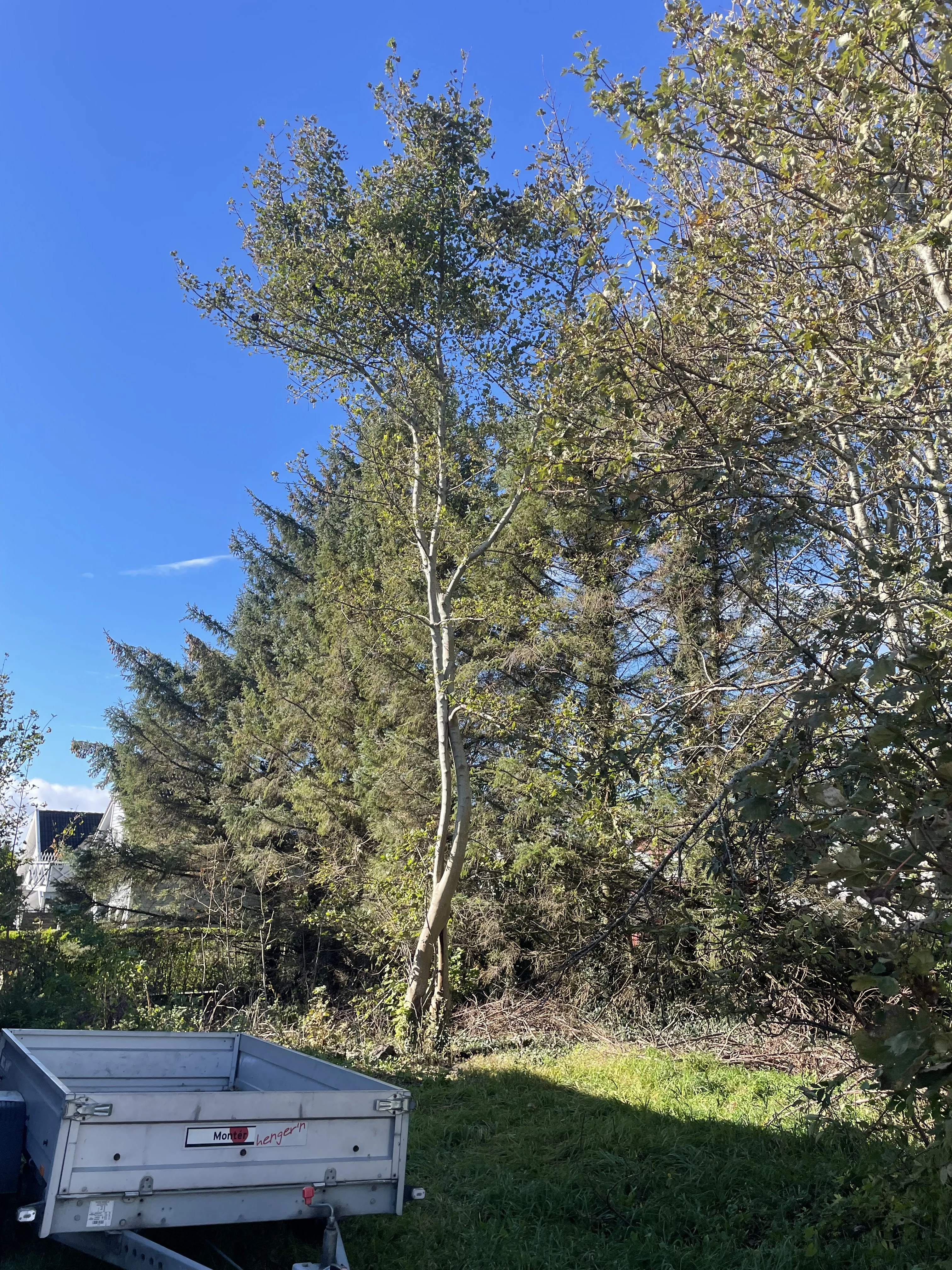 Salg av kortreist bjørkeved og hoggestabber i Stavanger og Jæren